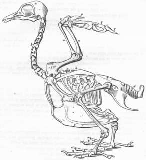 BIRDS Skeleton of a bird, antique print, c1870  