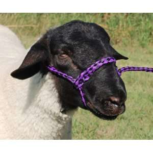  Poly Rope Sheep Halter   Purple/Black