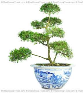 Bonsai Tree  Special Chinese Elm Bonsai (RARE)   
