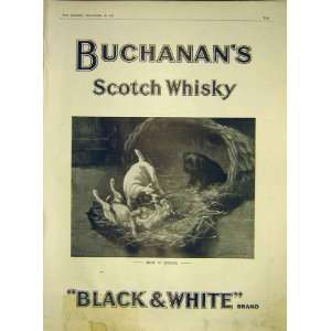 Black White Scotch Whisky BuchananS Dogs Print 1911 