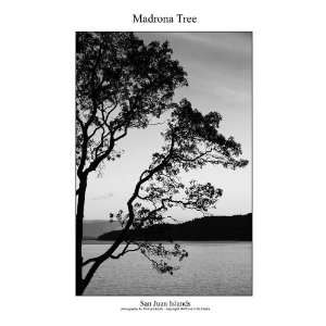  Madrona Tree, San Juan Islands Washington