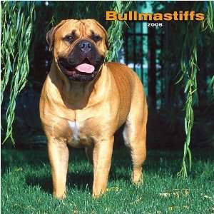  Bullmastiffs 2008 Wall Calendar