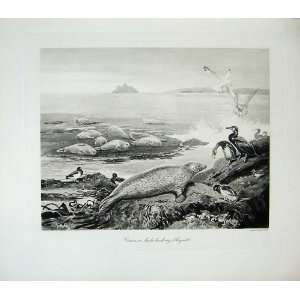  1904 Millais Common Seals Basking Summer Birds Nature 