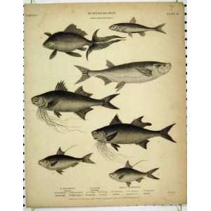    Ichthyology 1812 Fish Herring Minow Razor Florissah