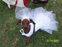 Dog Clothes / Dachshund BRIDE Harness DRESS Custom Fit  