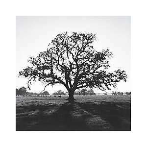  Ansel Adams   Oak Tree, Sunrise Canvas