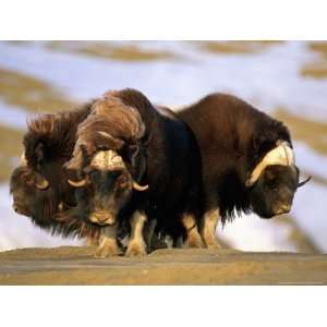  Muskoxen Square off in a Defensive Cluster Photographic 