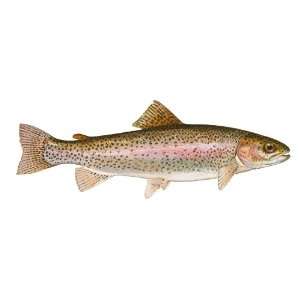  Rainbow Trout Fish and Fishing Vinyl Decal Bumper Sticker 