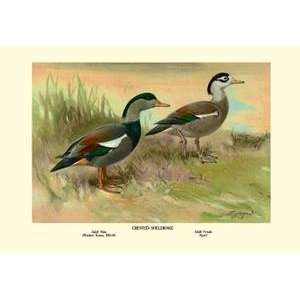  Vintage Art Crested Sheldrake Ducks   08671 8