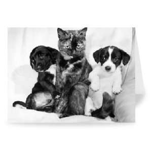  Cats and Dogs   Greeting Card (Pack of 2)   7x5 inch 