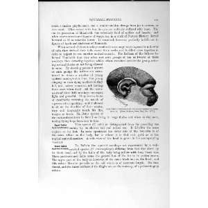  SHORT TAILED SQUIRREL MONKEY NATURAL HISTORY 1893 94