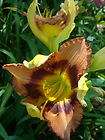 Daylily Seeds 12 RED RIBBONS X INDIAN SKY items in Lotsalilys and More 