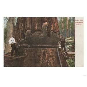  California   Lumberjacks Cutting Down a Redwood Tree 