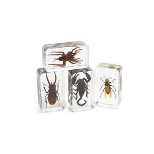  Acrylic Scary Bug Specimens   Set of 4 