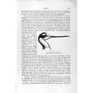   HISTORY 1895 AVOCETS PLOVER BIRDS CHILIAN STILT