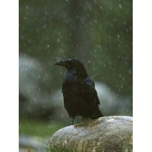 Raven, Perched on Rock in Falling Snow, Yellowstone National Park, USA 