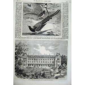   1862 Hotel Hydropathic Norwood Chinese Magpies Birds