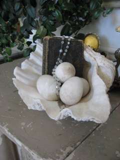 FABULOUS Large Old Real CLAM SHELL Perfect Decor~Nice Shapely Scallops 