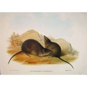   Mammals Australia 1863 SwainsonS Antechinus