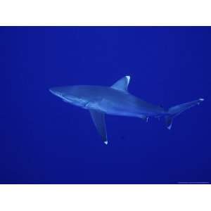  Silvertip Shark, Swimming, Tuamotu, French Polynesia 