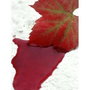 Autumn Vine Leaf Lying in Pool of Red Wine, Pinotage Photographic 