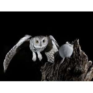 Western Screech Owl (Megascops Kennicottii) in Flight, the 