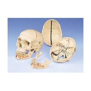  Classic Skull, 3 Parts with Opened Lower Jaw Health 
