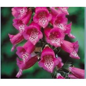  Passion Pink Foxglove Seed Pack Patio, Lawn & Garden