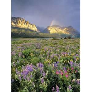 Meadow of Wildflowers Near Lake Sherbourne in Glacier National Park 