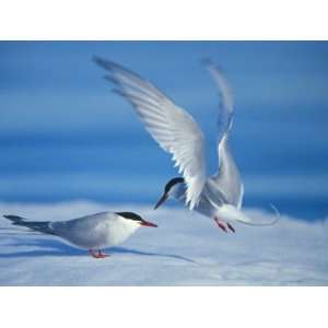  Arctic Terns, Sterna Paridisaea, Courting and Mating 