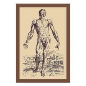   Second Plate of the Muscles by Andreas Vesalius, 24x32