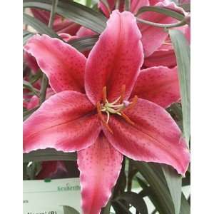  Dutch Pre cooled Lily Corvara 14 16 cm. 300 pack Patio 