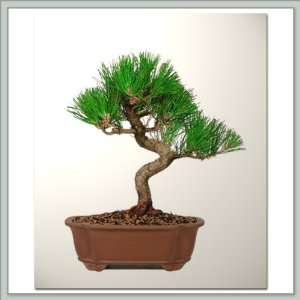  Nursery Direct Japanese Black Pine Bonsai Tree I Patio 