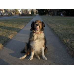  A Sheltie Dog Smiles While Sitting on a Neighborhood 