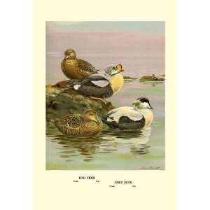  Eider and King Eider Ducks 20x30 poster