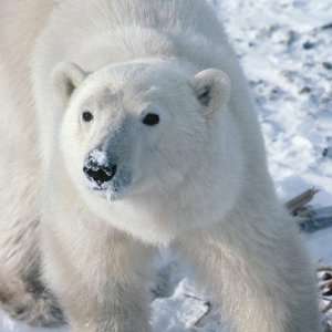  Polar Bear Stickers Arts, Crafts & Sewing