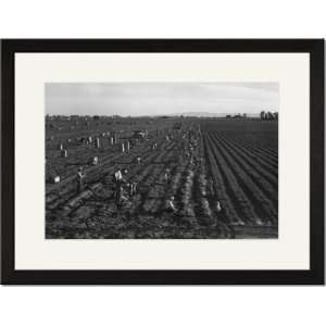  Black Framed/Matted Print 17x23, Crating Carrots