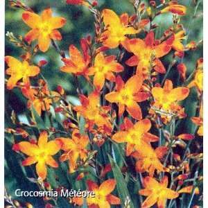  Meteore Crocosmia 10 Bulbs Patio, Lawn & Garden
