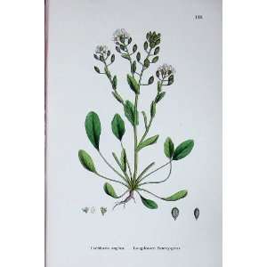   Plants C1902 Long Leaved Scurvy Grass Cochlearia