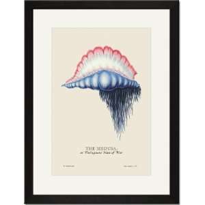   Print 17x23, The Medusa, or Portuguese Man of War