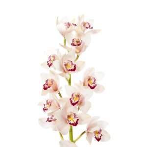 Cymbidium Orchids   White Mini Cymbidiums   5 Stems  