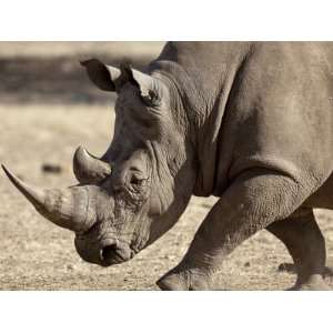 Profile Close Up of Endangered White Rhinoceros, Okapuka Ranch 