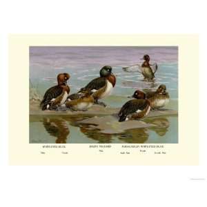   Eyed Ducks Giclee Poster Print by Allan Brooks, 18x24