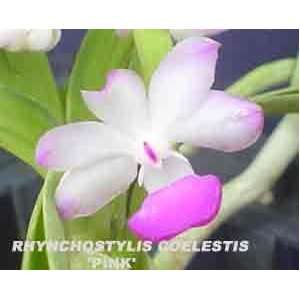 Rhynchostylis coelestis Pink 791S Grocery & Gourmet Food