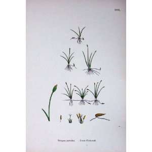 Least Club Rush Botany Plants C1902 Scirpus Parvulus