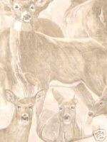 WhiteTail Deer Wallpaper Buck Doe Whitetail HG554  