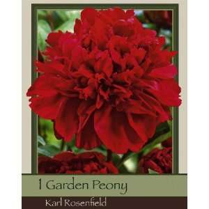  Garden Peony Karl Rosenfield Patio, Lawn & Garden