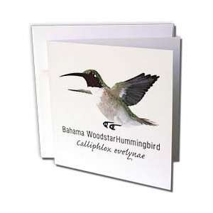  Boehm Graphics Hummingbird   Bahama Woodstar Hummingbird 