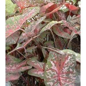  Caladium Carolyn Wharton No. 2 400 pack Patio, Lawn 