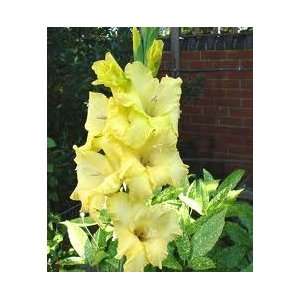   Gladiolus 6 Bulbs Yellow Flowersongrare Patio, Lawn & Garden